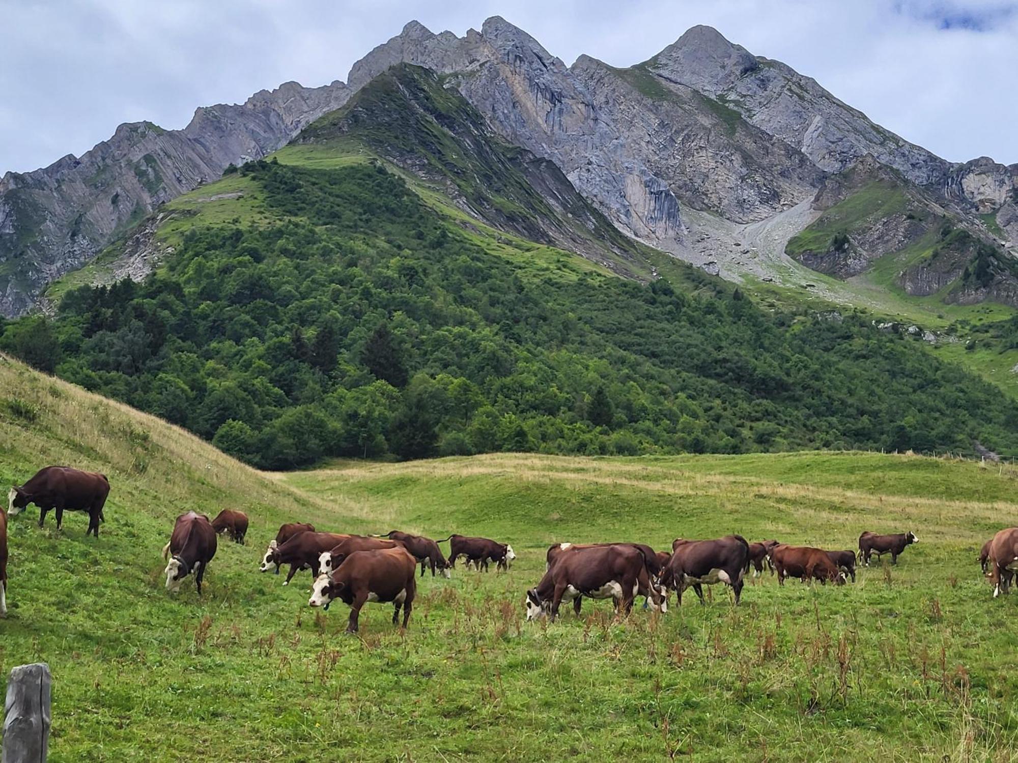 Cosy Face Aux Aravis